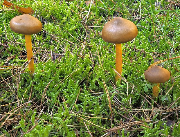 pavučinovec šafranový Cortinarius croceus (Schaeff.) Gray