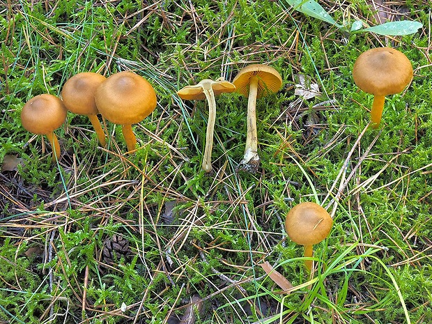 pavučinovec šafranový Cortinarius croceus (Schaeff.) Gray