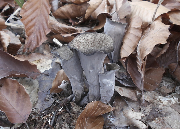 lievik trúbkovitý Craterellus cornucopioides (L.) Pers.