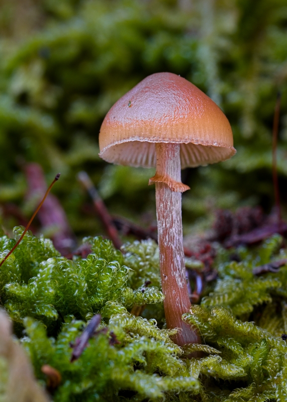 kapucňovka okrovohnedastá Galerina marginata (Batsch) Kühner