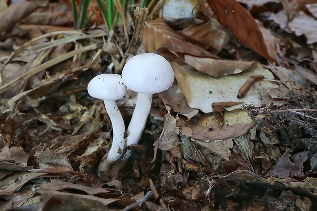 šťavnačka slonovinová Hygrophorus eburneus (Bull.) Fr.