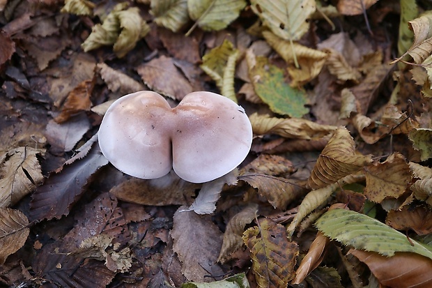 pôvabnica fialová Lepista nuda (Bull.) Cooke