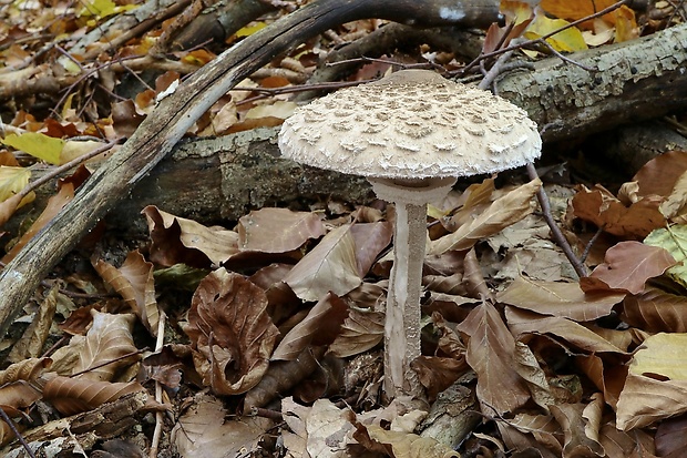 bedľa vysoká Macrolepiota procera (Scop.) Singer