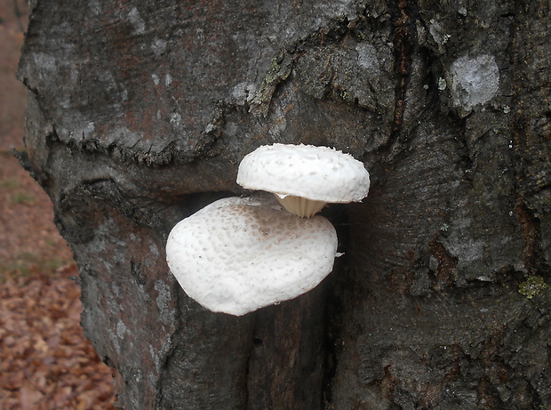 hliva dubová Pleurotus dryinus (Pers.) P. Kumm.