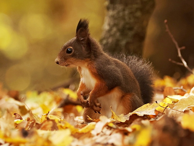 veverica obyčajná Sciurus vulgaris