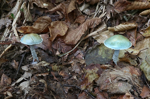 golierovka zelenomodrá Stropharia caerulea Kreisel