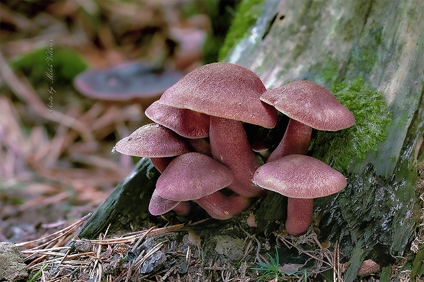 čírovec červenožltý Tricholomopsis rutilans (Schaeff.) Singer