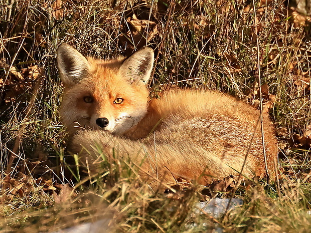 líška hrdzavá Vulpes vulpes