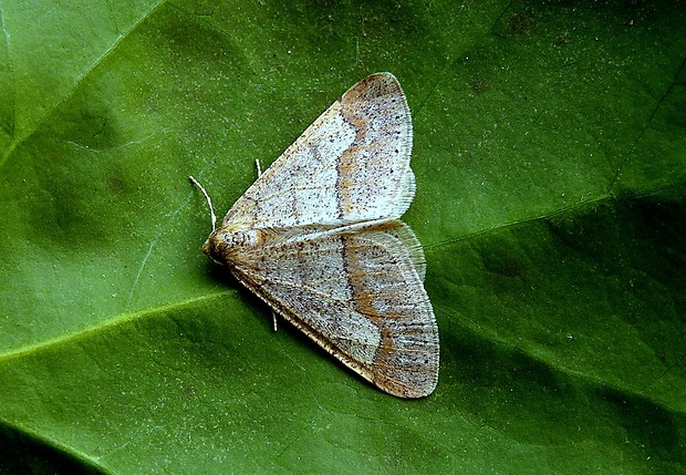 piadivka bodkovaná Agriopis marginaria