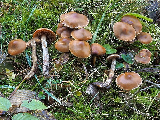 pavučinovec kužeľový Cortinarius conicus (Velen.) Rob. Henry