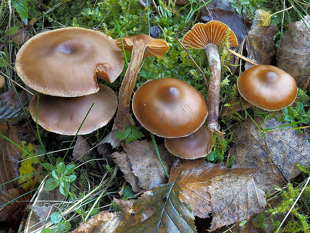 pavučinovec kužeľový Cortinarius conicus (Velen.) Rob. Henry