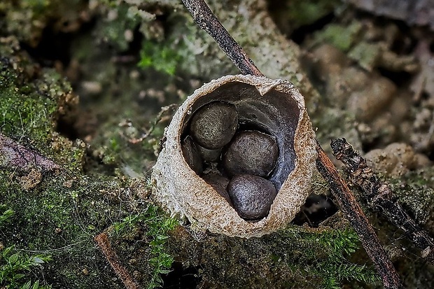 čiaškovec výkalový Cyathus stercoreus (Schwein.) De Toni