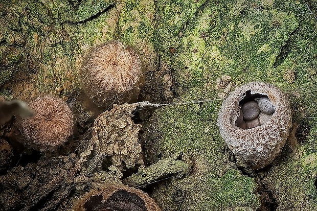 čiaškovec výkalový Cyathus stercoreus (Schwein.) De Toni