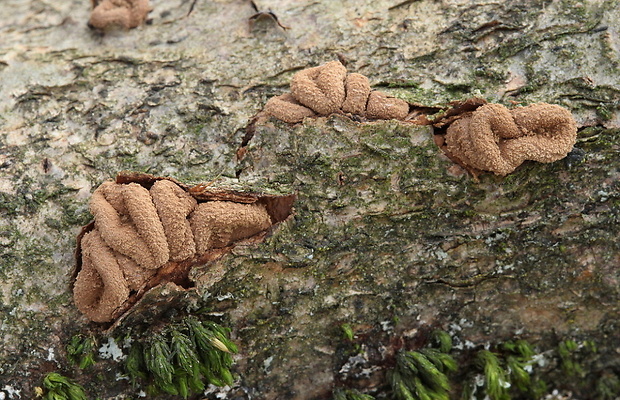 dutinovka otrubnatá Encoelia furfuracea (Roth) P. Karst.