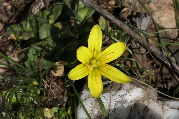 krivec český Gagea bohemica var. Stenochlamydea (Zauschn.) Schult. et Schult. f.