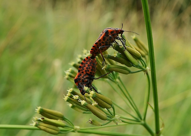 bzdocha pásavá Graphosoma italicum