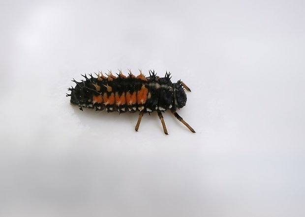 lienka - larva Harmonia axyridis