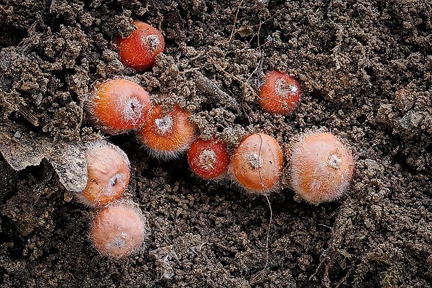 ohnivček zimný Microstoma protractum (Fr.) Kanouse