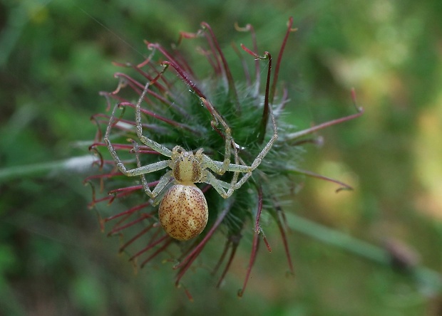 kvetárik dvojtvarý Misumena vatia