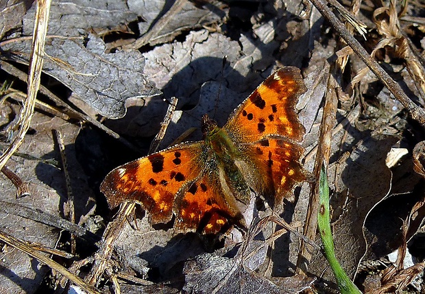 babôčka zubatokrídla Polygonia c-album