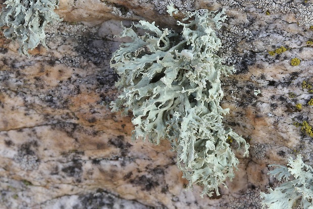 stužkovec Ramalina sp.