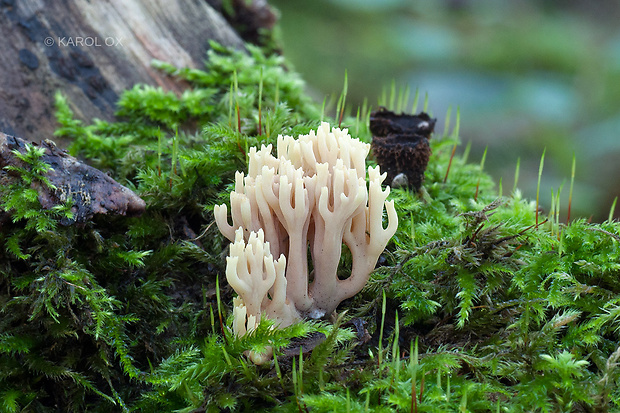 strapačka Ramaria sp.