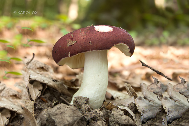 plávka Russula sp.