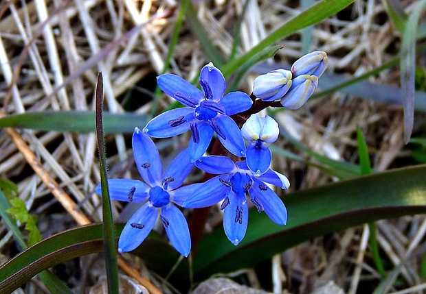 scila viedenská Scilla vindobonensis Speta