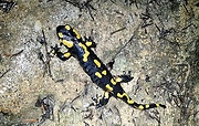 salamandra škvrnitá 