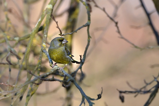 stehlík zelený Carduelis chloris