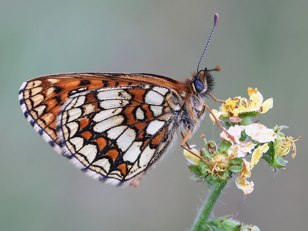 hnedáčik skorocelový Melitaea athalia