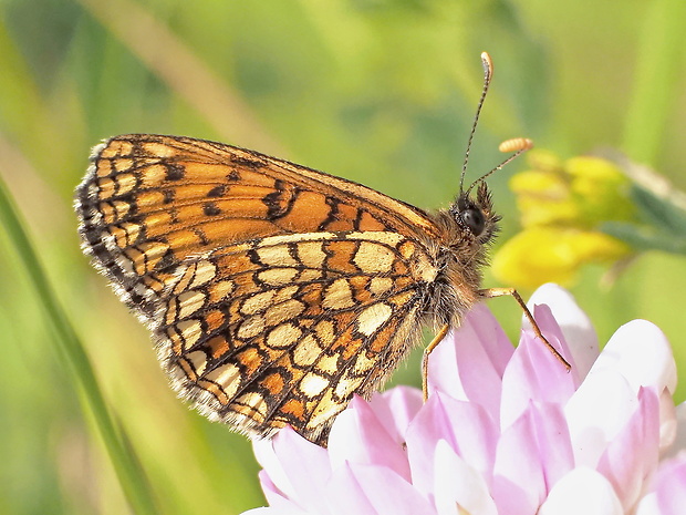 hnedáčik podunajský Melitaea britomartis