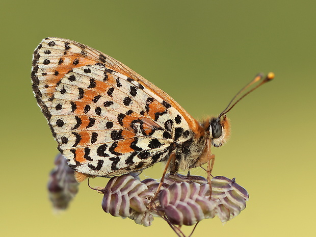 hnedáčik pyštekový Melitaea didima