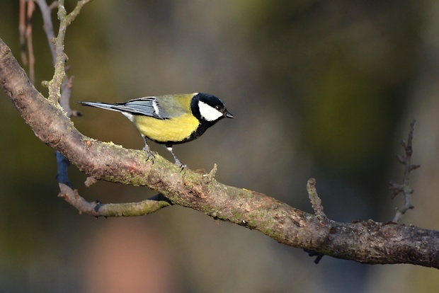 sýkorka bielolíca  Parus major