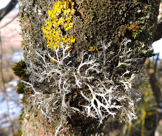 jaseňovka brvitá Anaptychia ciliaris subsp. ciliaris (L.) Körb. ex A. Massal.