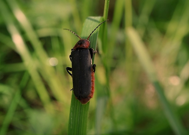 snehuľčík obyčajny Cantharis rustica