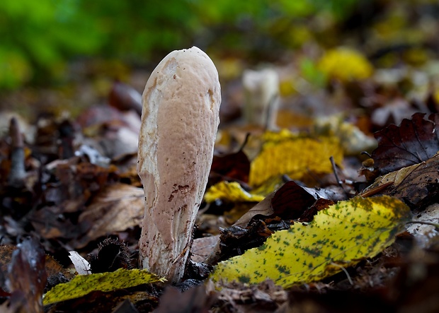 kyjak obrovský Clavariadelphus pistillaris (Fr.) Donk