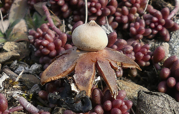 hviezdovka Pouzarova Geastrum pouzarii V.J. Staněk