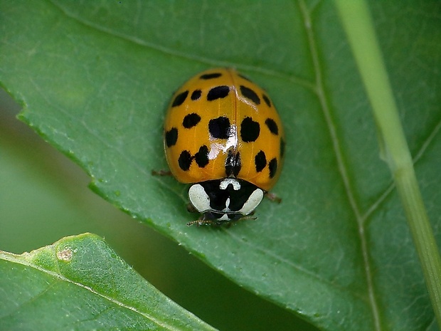 lienka východná Harmonia axyridis