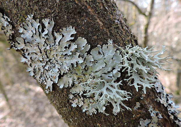 diskovka Parmelia sp.