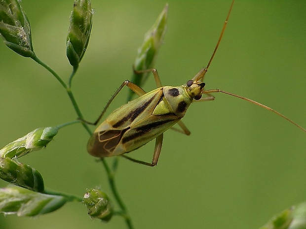 bzdôška Stenotus binotatus