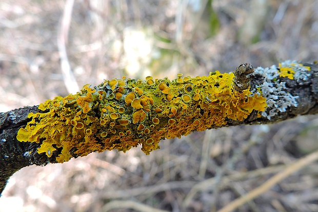 diskovník múrový Xanthoria parietina var. parietina (L.) Th. Fr.