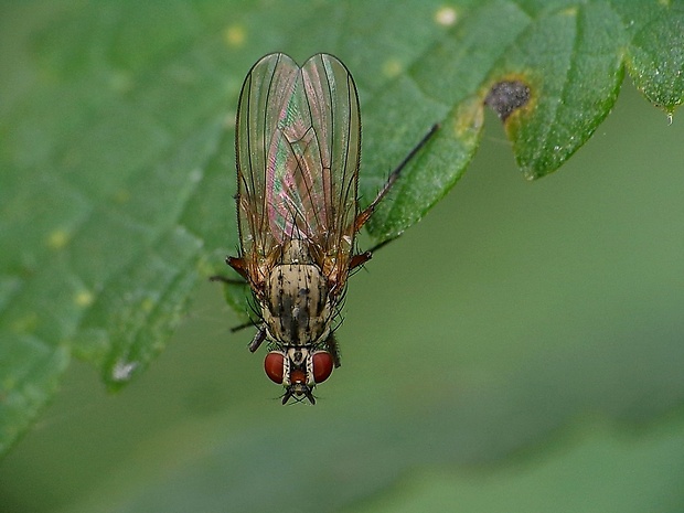 kvetárka Botanophila fugax