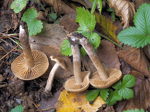 pavučinovec širokolupeňový Cortinarius disjungendus P. Karst.