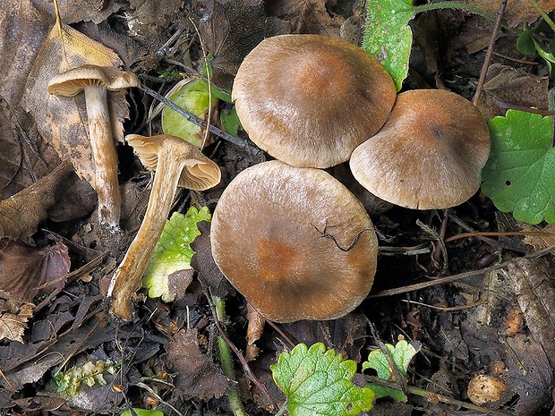 pavučinovec širokolupeňový Cortinarius disjungendus P. Karst.