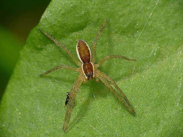 lovčík pobrežný Dolomedes fimbriatus