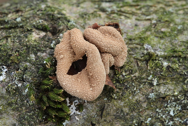 dutinovka otrubnatá Encoelia furfuracea (Roth) P. Karst.