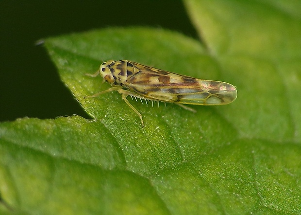 cikádočka Eupteryx cf. urticae