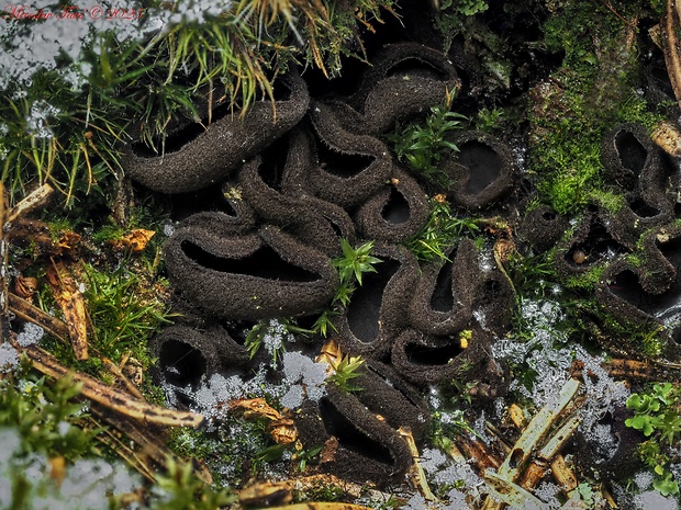 misôčka Pseudoplectania sp.