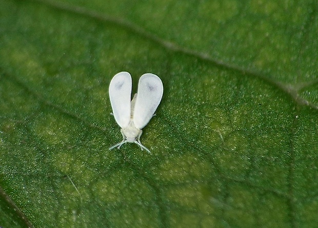 molica skleníková Trialeurodes vaporariorum